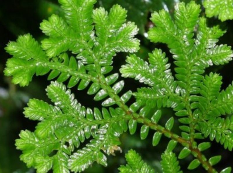 Panduan Survival Mengenal 13 Tanaman Liar yang Bisa Dimakan