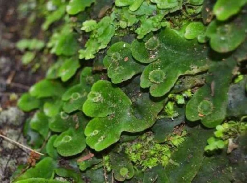 Panduan Survival Mengenal 13 Tanaman Liar yang Bisa Dimakan