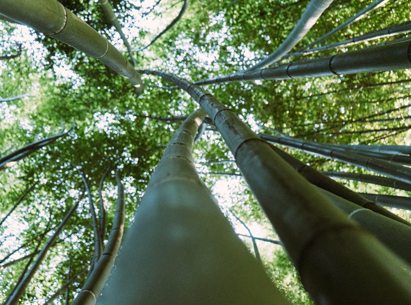 Panduan Survival Mengenal 13 Tanaman Liar yang Bisa Dimakan